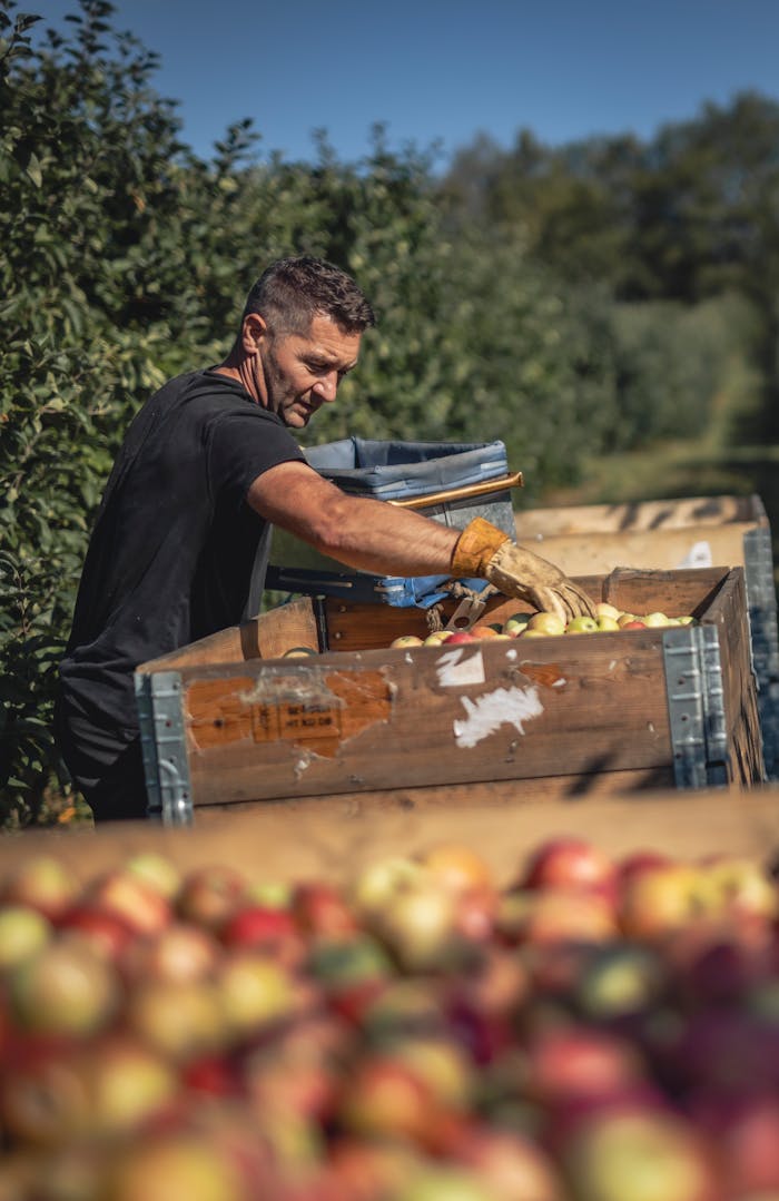 A man in an apple orchard placing harvested apples into a large wooden crate.